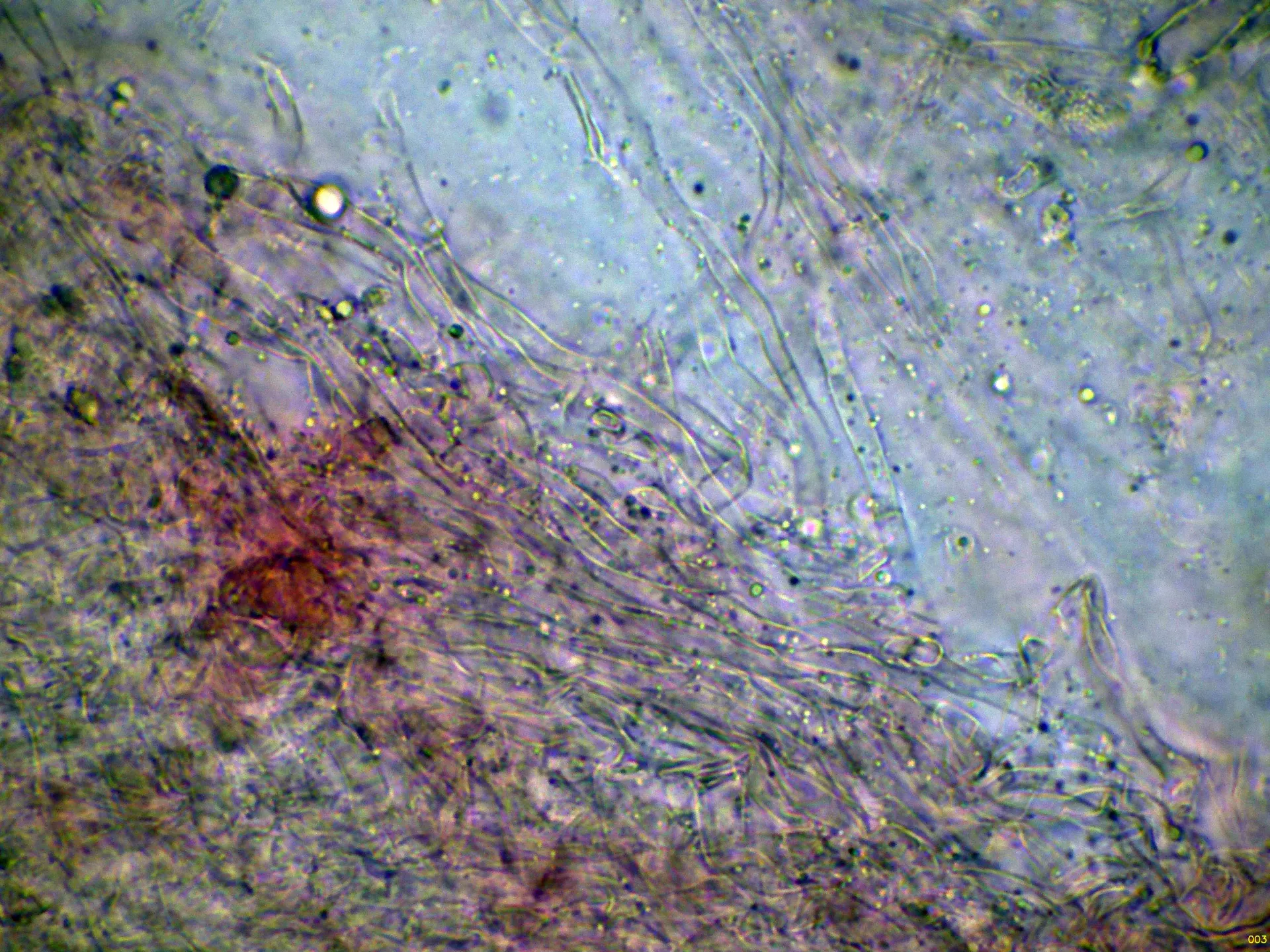 Microscopía de Tremellodendropsis tuberosa - 10 - Hifas subhimeniales-003